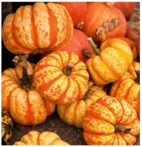  ??  ?? Top: Precious metal colours around the lake Middle: Time for harvesting the gourds
Right: Winter border with Cornus alba ‘Sibirica’