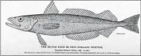  ??  ?? Silver hake is also known as whiting, Atlantic hake and New England hake. Credit: Freshwater and Marine Image Bank