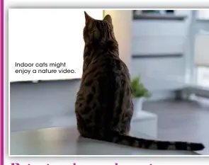  ?? ?? Indoor cats might enjoy a nature video.