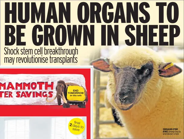  ??  ?? ORGANS FOR EWE Sheep bid to end donor crisis