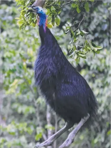  ?? Picture: THE NATURAL HISTORY UNIT/NAT GEO WILD ?? JUMPING: Screenshot of leaping cassowary in the Daintree.