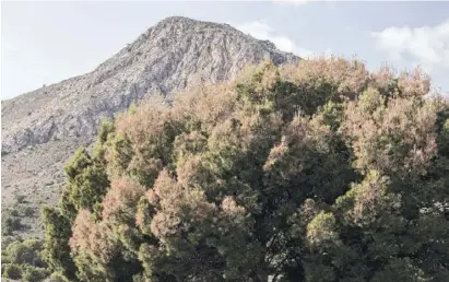  ?? Foto: Ángel García ?? Die vom Pilz Sirococcus conigenus befallenen Kiefern bieten ein trauriges Bild.