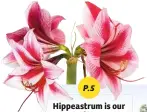  ??  ?? P.5 Hippeastru­m is our Plant of the Week