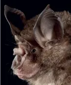  ??  ?? Horseshoe bats from the Yunnan Province in China carry versions of the SARS virus and could trigger a new epidemic.