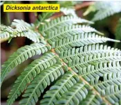  ??  ?? Dicksonia antarctica