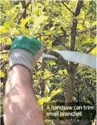  ??  ?? A handsaw can trim small branches