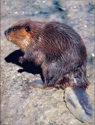  ??  ?? The Arkansas Game and Fish Commission restocked beavers in the state after the species was overtrappe­d and almost wiped out.