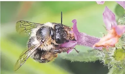  ?? FOTOS (2): HANS-JOACHIM SCHATZ ?? Wildbienen bestäuben eine Vielzahl der Pflanzen. Gibt es weniger Arten, kann das auch für die Flora zum Problem werden.