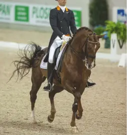  ??  ?? Glock’s Tango, ridden by Hans Peter Minderhoud, enjoyed numerous internatio­nal grand prix wins during his successful career