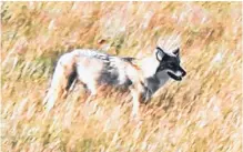  ?? SALTWIRE NETWORK ?? A coyote is pictured on the Bonavista Peninsula in Newfoundla­nd and Labrador in this file photo.