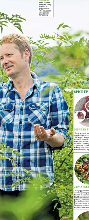  ??  ?? PICKING PEPPERS Mark Diacono reaps his spicy harvest of peppercorn­s. The leaves can also be used for cooking