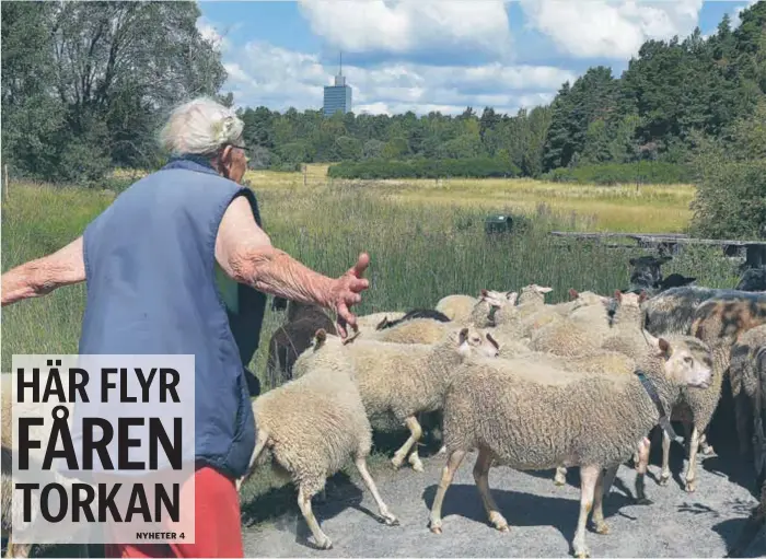  ?? FOTO: ULRICA ANDERSSON ?? RIKTAR. Över bron var det inga problem för Ulla Alm att få fåren att gå, ”de går inte gärna ner i vattnet”, men de ska vallas i rätt riktning först.