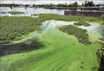  ?? GREG LOVETT / THE PALM BEACH POST ?? Algae in the Caloosahat­chee River beside the W.P. Franklin Lock and Dam in Alva is attributab­le to “high volumes of poor quality water” diverted from Lake Okeechobee.