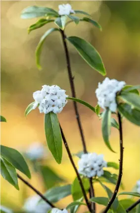  ??  ?? Daphne ‘Spring Herald’ stems topped with snowy pom-poms full of delicious scent.