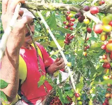  ??  ?? COSECHA. Un caficultor mientas recoge los frutos maduros de café en una finca.