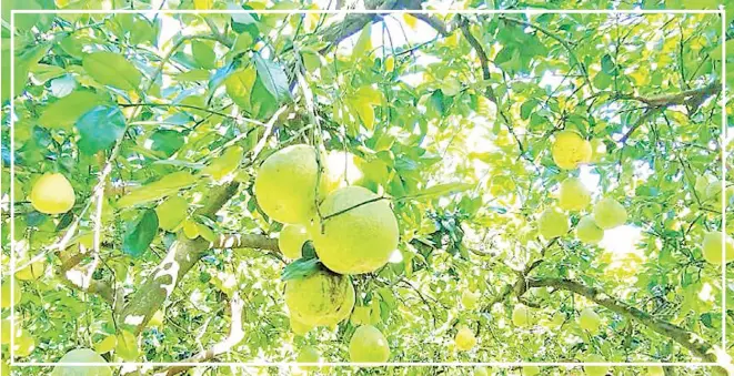  ?? PHOTO: TAIPEI TIMES FILE ?? Pomeloes hang from trees in an orchard in Keelung’s Cidu District in an undated photograph. China banned the import of Taiwan pomelos in 2022, after a visit to Taipei by then-US House of Representa­tives speaker Nancy Pelosi in August 2022, in what was seen as a retaliator­y response to the visit.