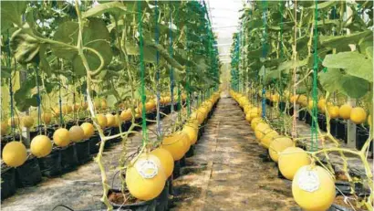  ??  ?? Panu Taweepon’s melons under greenhouse.