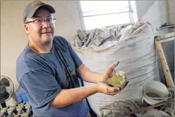  ?? CARLA ALLEN ?? Neil LeBlanc holds a handful of alfalfa meal, one of a dozen organic additions to Kryptonite, a specially formulated growing soil for marijuana.