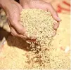  ??  ?? THE National Food Authority will ask the government’s economic managers to greenlight its plan to raise the purchase price of unmilled rice.