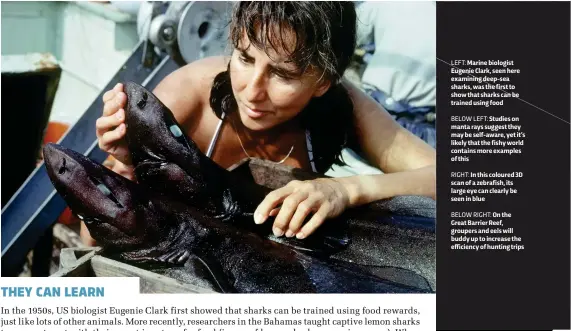  ??  ?? LEFT: Marine biologist Eugenie Clark, seen here examining deep-sea sharks, was the first to show that sharks can be trained using food
BELOW LEFT: Studies on manta rays suggest they may be self-aware, yet it’s likely that the fishy world contains more...