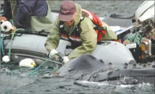  ?? SUBMITTED PHOTO ?? Wayne Ledwell cuts a whale free in 2016.