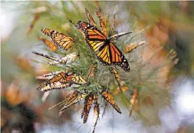  ?? NELLY SALAS ?? La creencia es que los difuntos regresan en forma de mariposas.