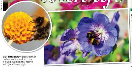  ??  ?? GETTING BUSY: Bees gather pollen from a sedum, top, a buddleia globosa, above, and geraniums, right