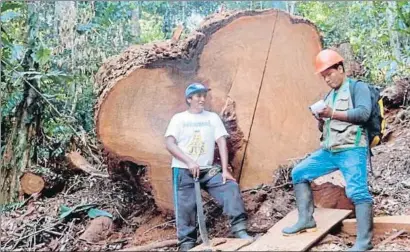  ?? GLOBAL WITNESS ?? El comerç de fusta procedent de l’Amazònia peruana inclou grans quantitats de material il·legal