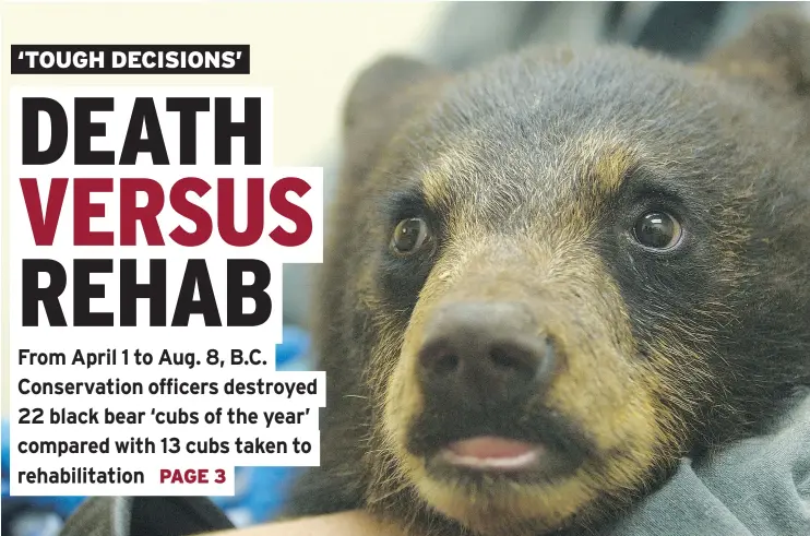  ?? — NICK QUENVILLE/OMNIFILM ENTERTAINM­ENT FILES ?? An orphan black bear cub named Wasabi visits the vet in Smithers last year as part of his care by the Northern Lights Wildlife Shelter.