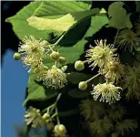  ??  ?? Fiori di tiglio nostrano o comune
Il Comune metterà a dimora 200 tigli, piante che resistono allo smog