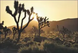  ?? Christophe­r Reynolds Los Angeles Times ?? THE BELOVED TREES in Joshua Tree National Park in 2020.