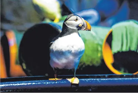  ?? FOTOS: LOREN BEDELI/EDELWEISS ?? Dieser Papageient­aucher gehört zu den ständigen Bewohnern des Rettungsze­ntrum im Beluga Sanctuary.