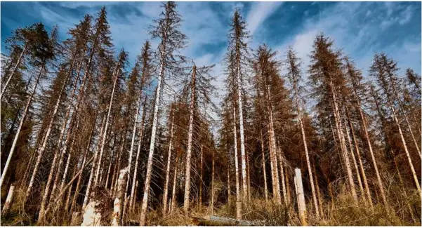  ?? Foto:stock.adobe.com/k I Photograph­y ?? So trostlos sieht es bereits heute in manchen Waldgebiet­en in Deutschlan­d aus. Nadelbäume werden aufgrund der Trockenhei­t in Zukunft nur noch in hohen Lagen überleben können. Auch in Hermaringe­n bereitet die Entwicklun­g Sorgen.