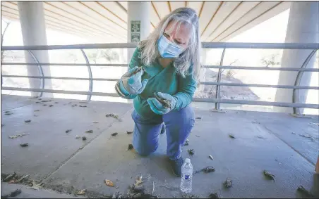  ?? (Steve Gonzales/Houston Chronicle via AP) ?? Diana Foss, Texas Parks and Wildlife Urban Wildlife Biologist, attempts to find any surviving Mexican Free-tailed bats in a pile of dead bats at Waugh Drive in Buffalo Bayou Park in Houston.