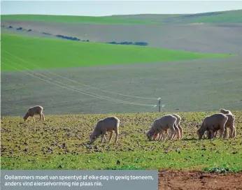  ??  ?? Ooilammers moet van speentyd af elke dag in gewig toeneem, anders vind eierselvor­ming nie plaas nie.