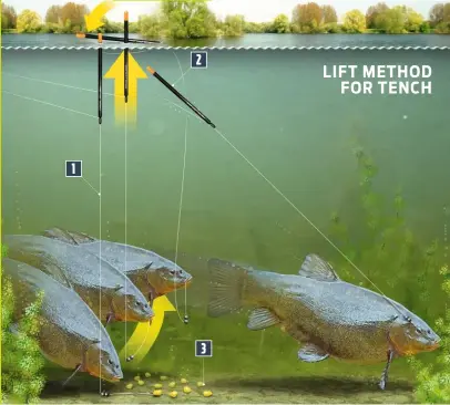 LIFT METHOD FOR TENCH - PressReader