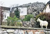  ??  ?? Residents of Llandudno have found their gardens are the front line against an invading army of goats