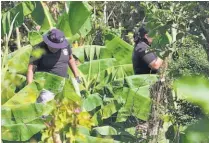  ??  ?? En Jiquilisco. De acuerdo con residentes, Cruz trabajaba casi todas las mañanas en la platanera y sospechan que sus atacantes ya lo tenían vigilado.