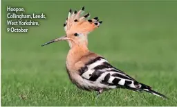  ??  ?? Hoopoe, Collingham, Leeds, West Yorkshire, 9 October