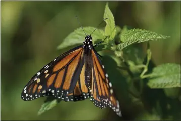  ?? PHOTOS BY CAROLYN KASTER — THE ASSOCIATED PRESS FILE ?? A monarch butterfly rests on a plant at Abbott’s Mill Nature Center in Milford, Del.