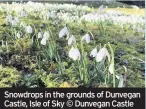  ??  ?? Snowdrops in the grounds of Dunvegan Castle, Isle of Sky © Dunvegan Castle