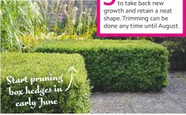  ??  ?? Start pruning box hedges in early June