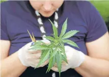  ?? Photo: REUTERS ?? A staff member inspects a cannabis plant at a medical marijuana growing facility in Smith’s Falls, Ontario. The Liberal Party’s election win could see Canada move towards full legalisati­on of the drug.