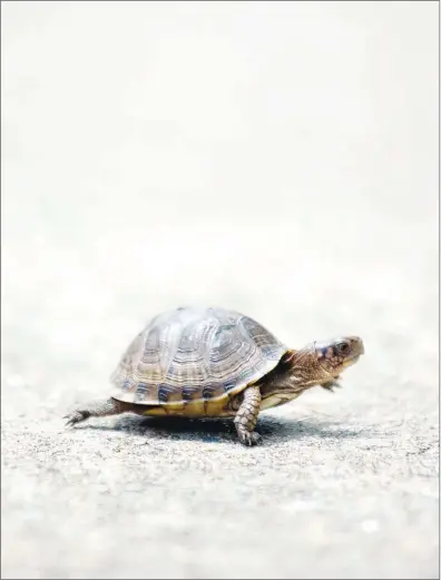  ??  ?? Whether it’s helping a turtle cross the road or transcribi­ng documents for Project Gutenberg, there are plenty of ways even now to volunteer for good.
(File Photo)