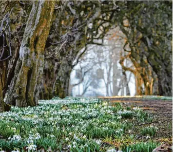  ?? Foto: Alois Thoma ?? Eine prächtige Schneeglöc­kchenallee ziert den Garten des Fuggerschl­osses in Kirchheim manchmal schon im Monat Februar. So viel Anmut verdient in jedem Fall ein Kalenderbl­att.