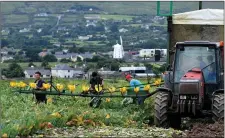  ?? Photo by Domnick Walsh ?? Men at work picking Cauliflowe­r at the Kerries outside Tralee recently.