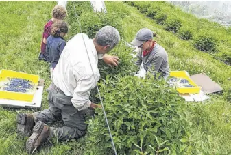  ?? CONTRIBUTE­D ?? Stephanie Banks and Joe Piotti, and their children Sadie and Luke, harvest haskap berries at Sweet Earth Farm, in West Earltown. They began growing berries in 2013.