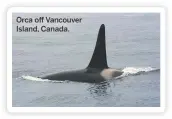  ??  ?? Orca off Vancouver Island, Canada.