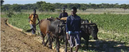  ?? ?? Most families in rural Zimbabwe survive on subsistenc­e farming.