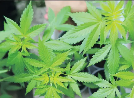  ??  ?? A realtor is fighting an attempt by the provincial government to seize a rental property he owns in North Burnaby, which was the site a marijuana grow-up until it was busted in 2011. The $1.65-million property hosted an operation that included 52...